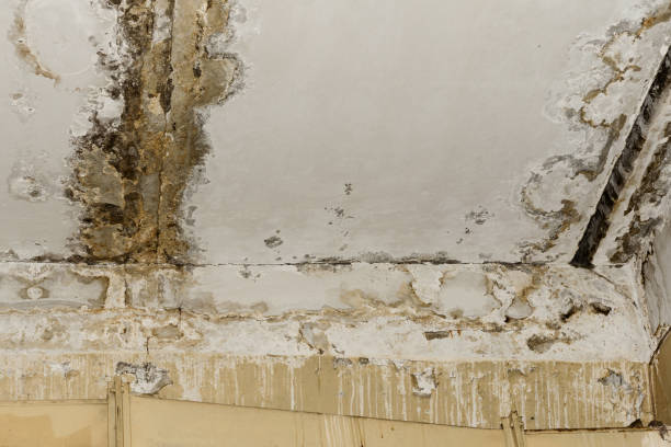 Why You Should Choose Our Mold Remediation Services in Palm River Clair Mel, FL